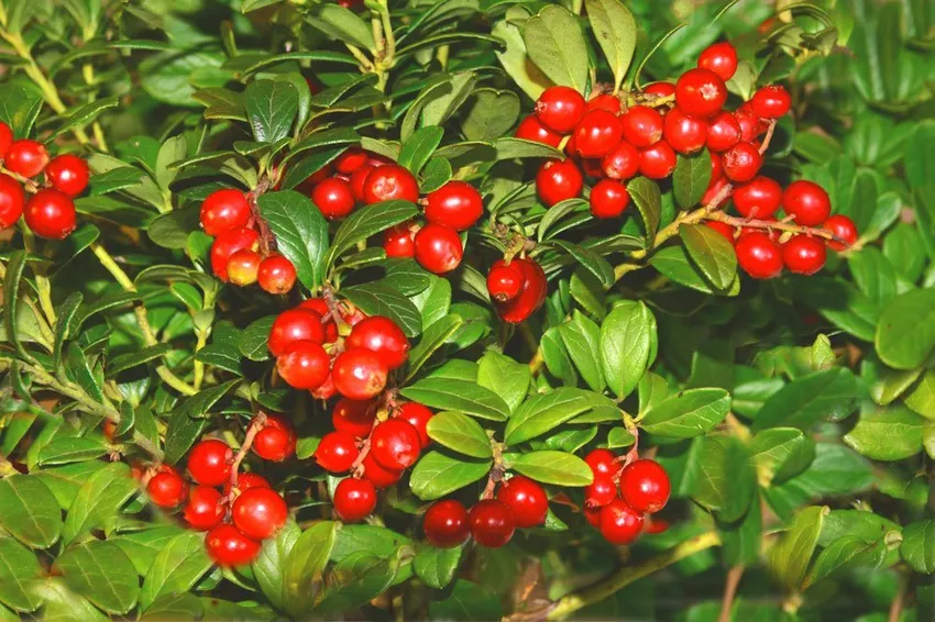 Cranberries: popular varieties for the garden presented