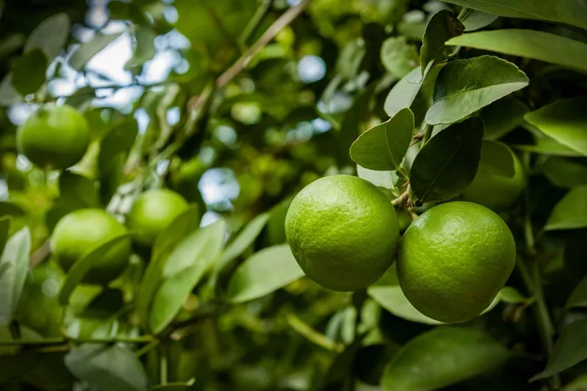 Lime tree - care and wintering