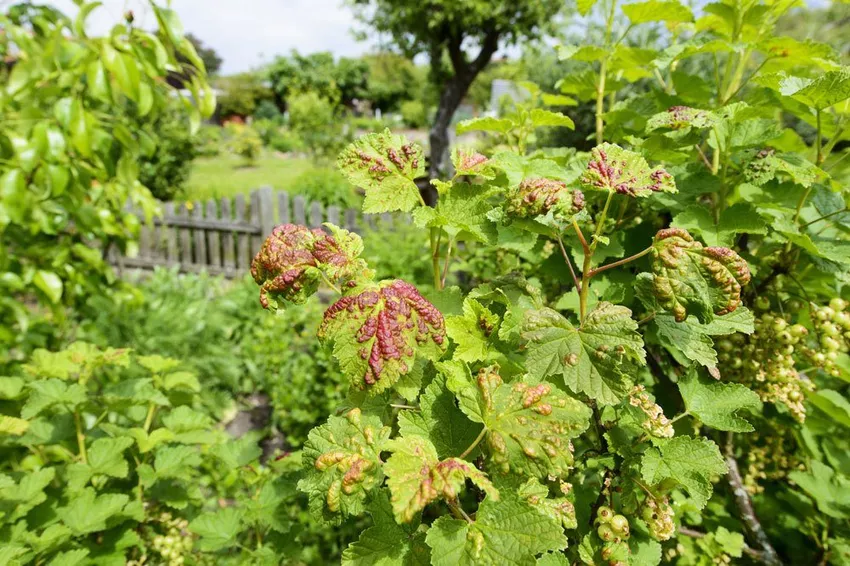 Fighting currant bladder lice (without chemicals)