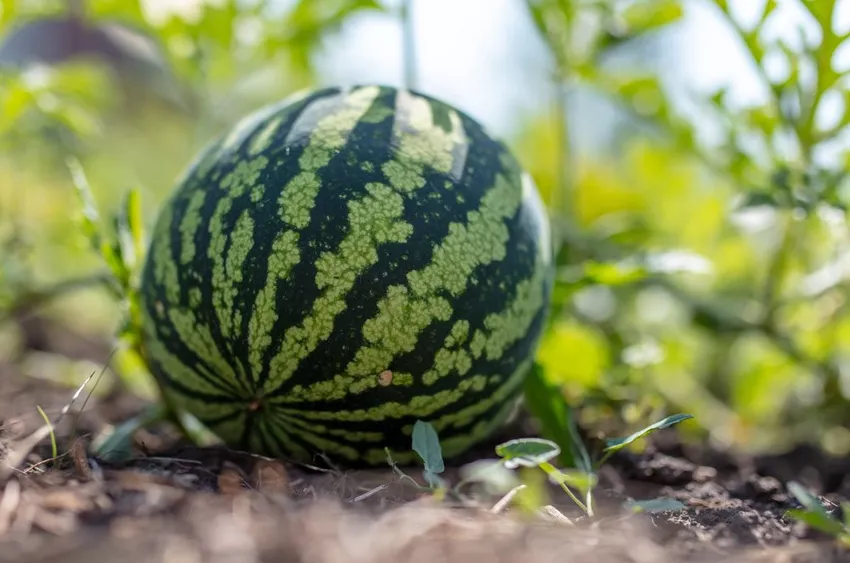 Melon Recognizing the degree of ripeness - This is how you find the ideal melon