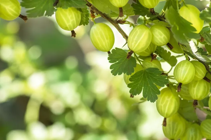 Gooseberry перевод. Крыжовник ягоды на ветке. Крыжовник зимний куст веточка. Видео персик растёт с крыжовником рядом. Фото разного крыжовника на ветке натюрморт.