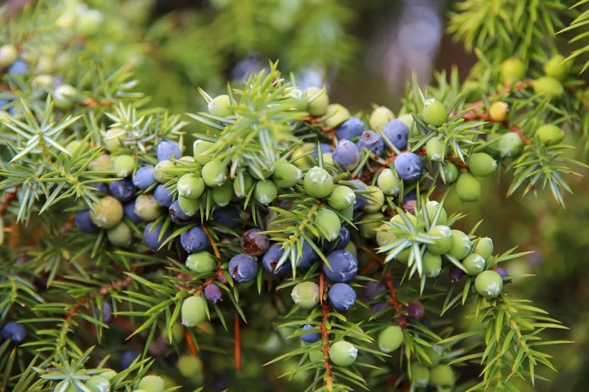 Harvesting juniper berries - tips on timing, implementation & Storage