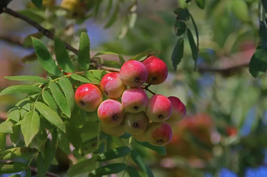 Planting the trumpet tree - location, soil, planting instructions and care