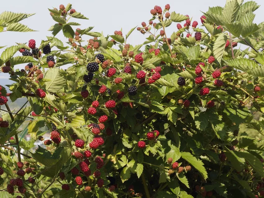 Blackberries: The most common diseases and pests presented