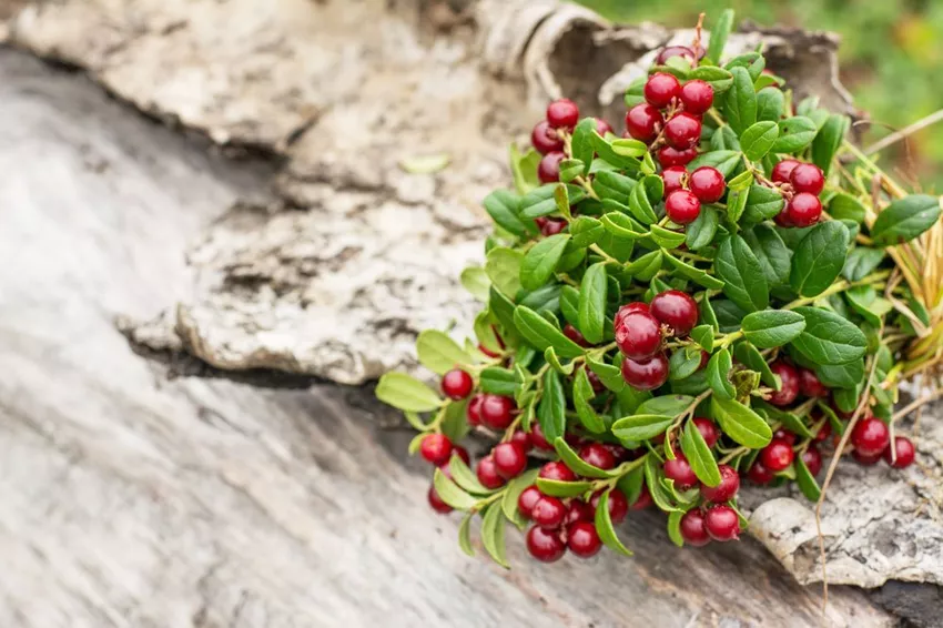 Propagating cranberries - this is how it works with planters, cuttings and seeds