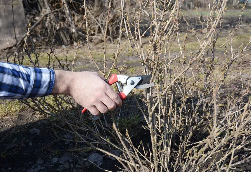 Kruisbessen snoeien - zo draagt ​​de plant veel vruchten