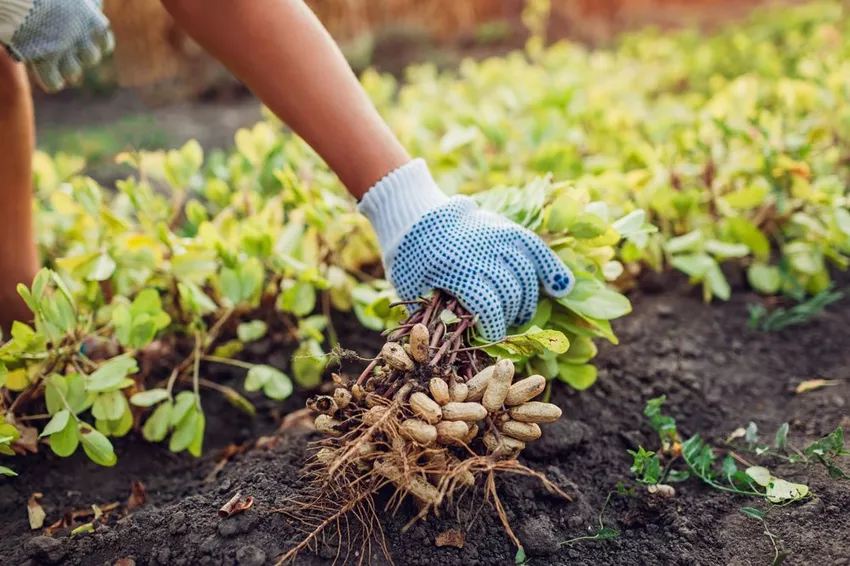 Growing peanuts - That's how it's done