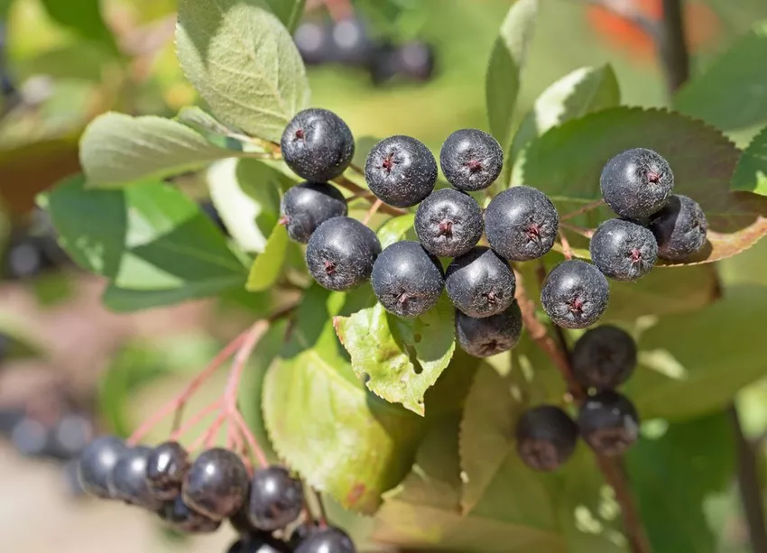 Bleak Chokeberry - Planting, Care & Pruning