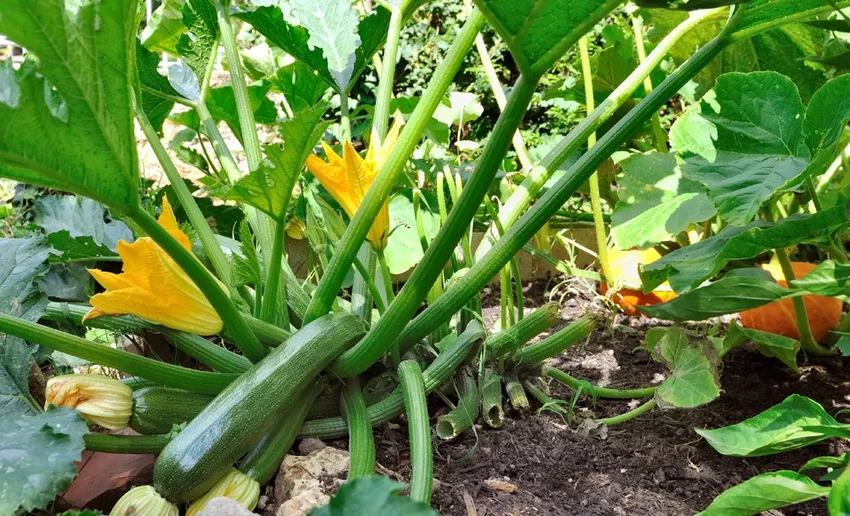 Fertilize zucchini properly - That's how it's done