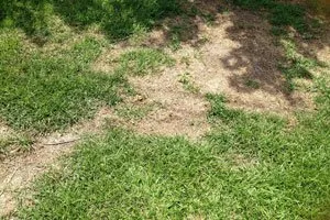 Mending bare spots in the lawn - 6 tips