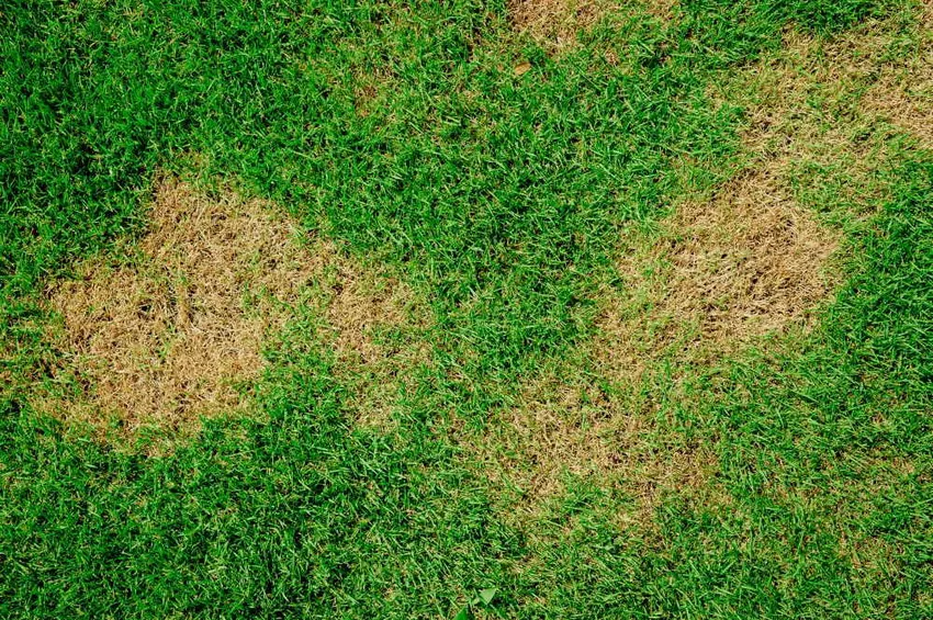 Detecting and combating lawn diseases: an overview of the most important diseases