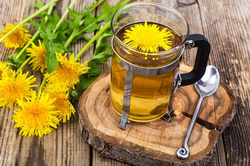 Make dandelion tea yourself - Effect & Recipes