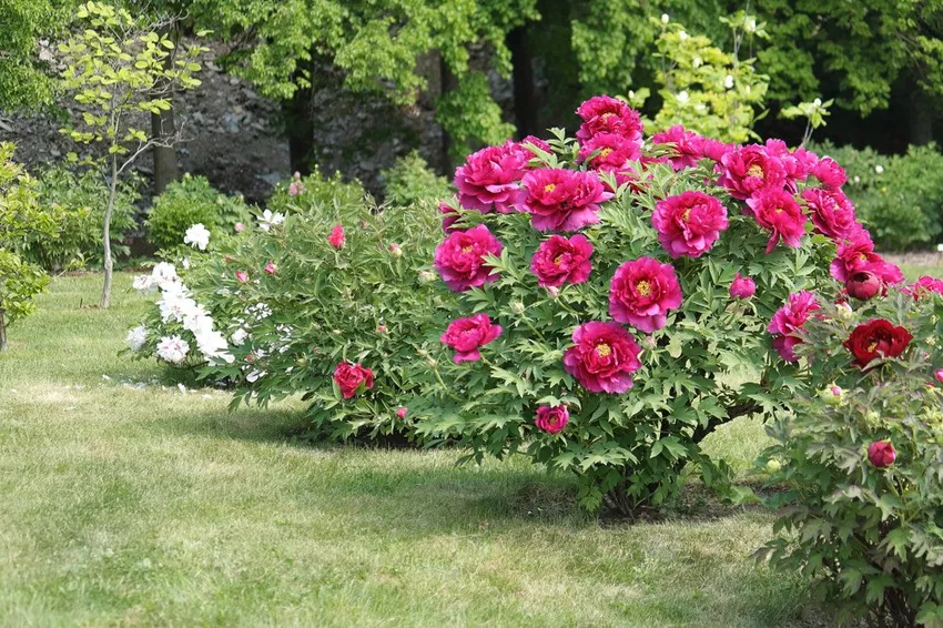 Propagating peonies by seeds - That's how it's done