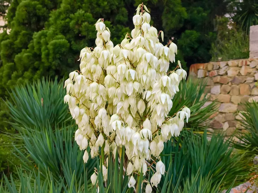 Propagating palm lilies - this is how it works with seeds, division and offshoots