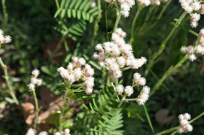 Planting, caring for and medicinal effect of cat paws