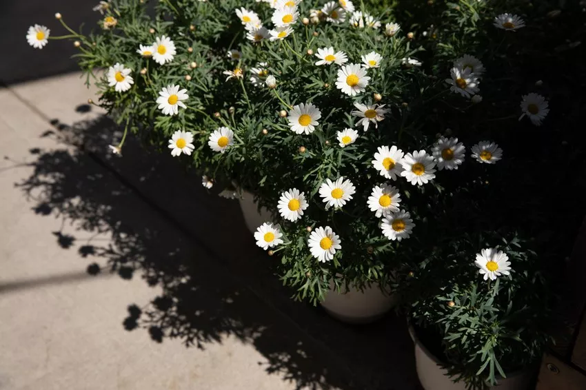 Overwintering daisies – this is how it works