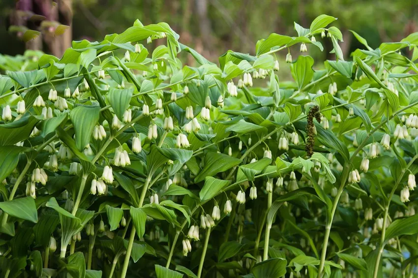 Купена многоцветковая – Polygonatum