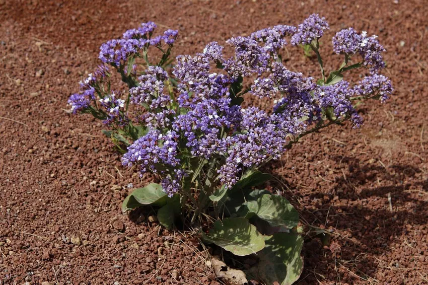 Propagating sea lavender - 2 variants presented