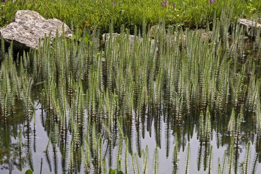 Common Fir Frond: Cultivation of the imposing aquatic plant