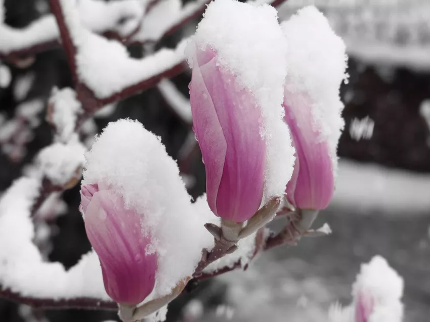 Winter magnolia - How to do it right