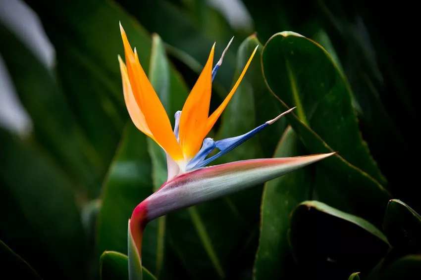 Overwintering Strelitzia - This is how it survives the winter