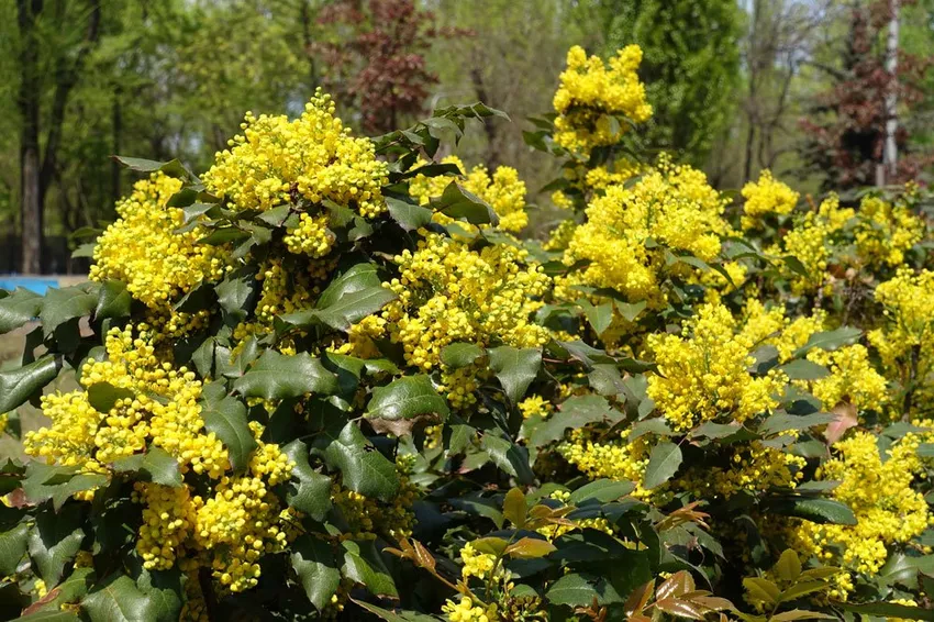 Zorgen voor mahonia - Er is niet veel te doen