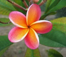 Omsorg for frangipani - det kan bli lat