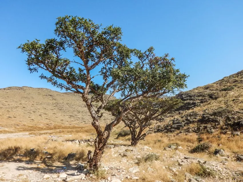 Frankincense tree care: watering, fertilizing, cutting and overwintering