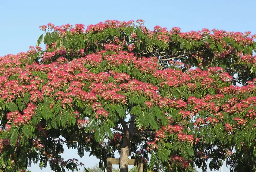 Care for the silk tree - important information on location, soil, cutting & Fertilizer