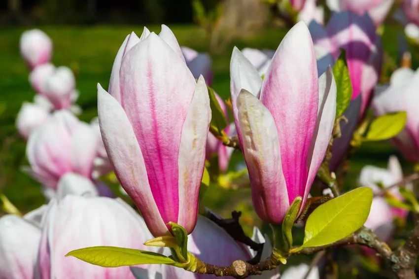 Tulip magnolia: tips on location, soil and care