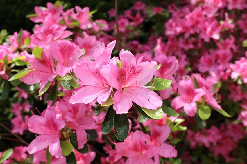 Rhododendron - plants, care and species