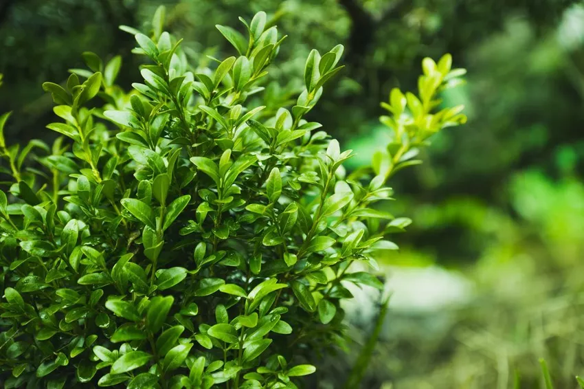 Boxwood - planting, fertilizing and pruning