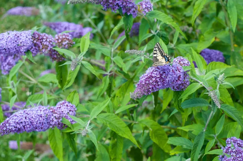 Planting, caring for, multiplying and overwintering butterfly bushes