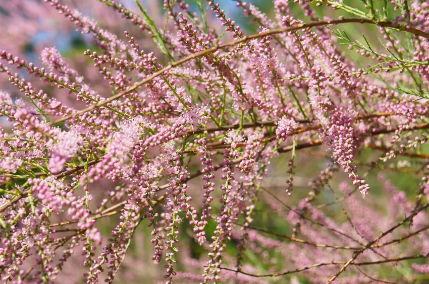 Tamarisk - planting, care and pruning