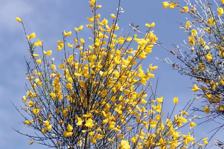 Radiant gorse - plant, care for and multiply