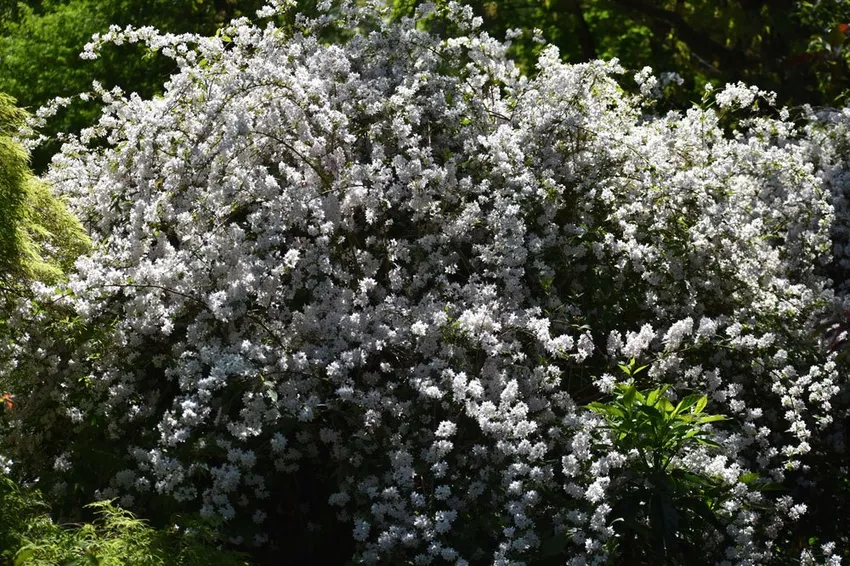 Propagate Deutzia: Quickly and easily with cuttings