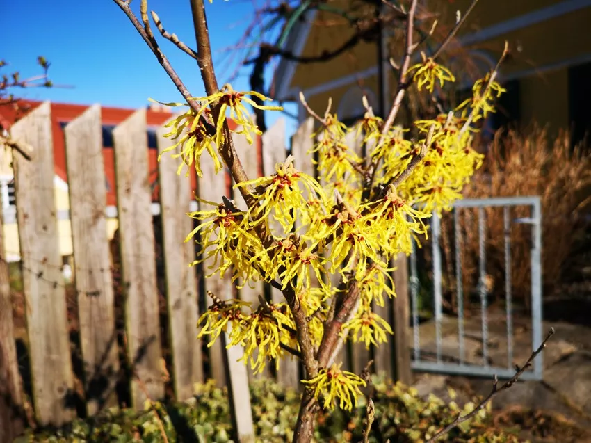 Witch hazel: varieties and their properties at a glance