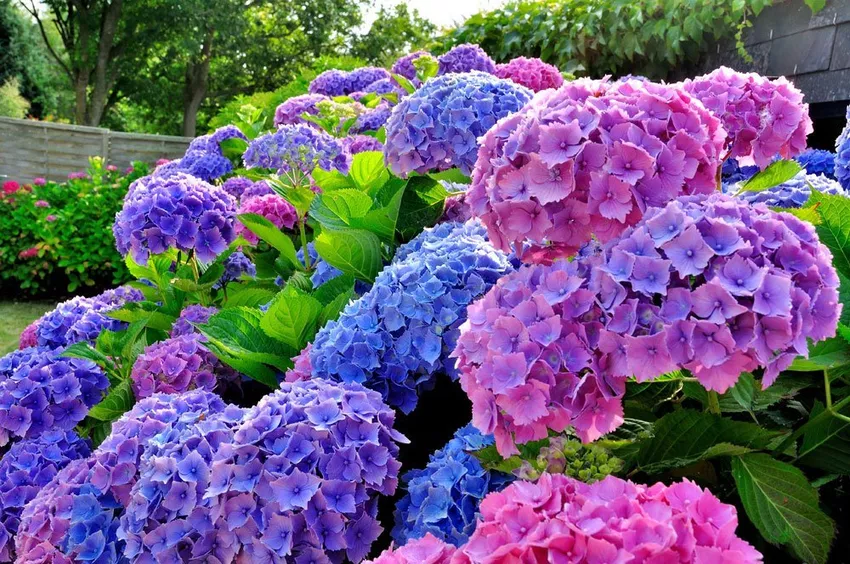 Peasant hydrangea - planting, fertilizing and pruning