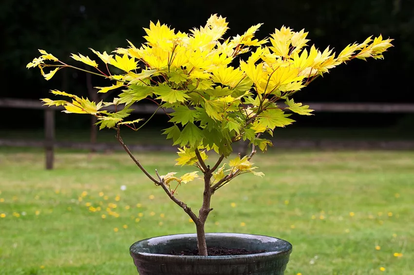 Planting, caring for, pruning and overwintering Japanese maple 'Aureum'