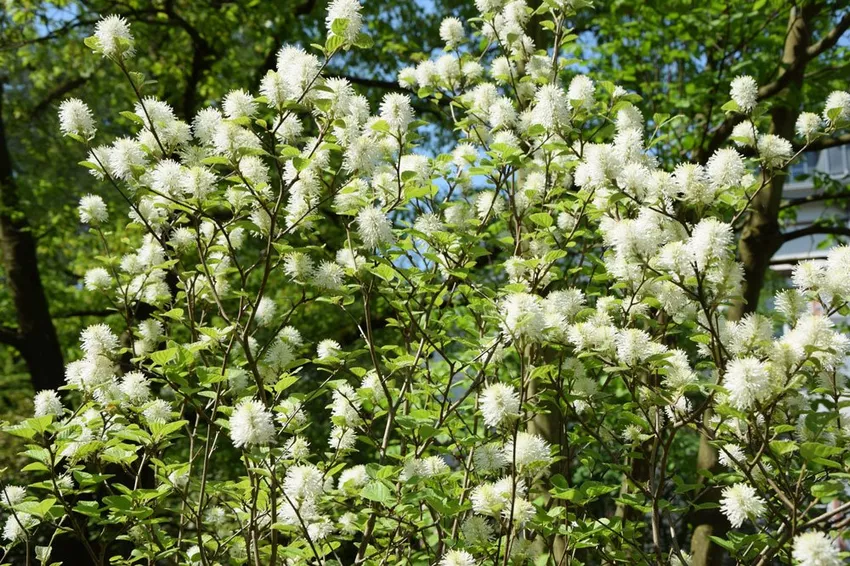 Planting the plume bush - instructions and special features