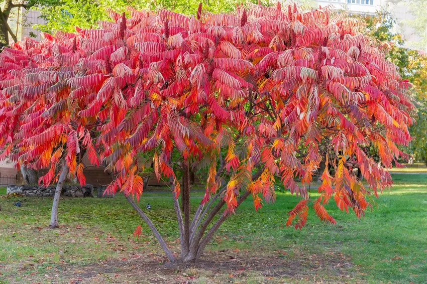 Pruning vinegar tree - This is how you counteract bald spots