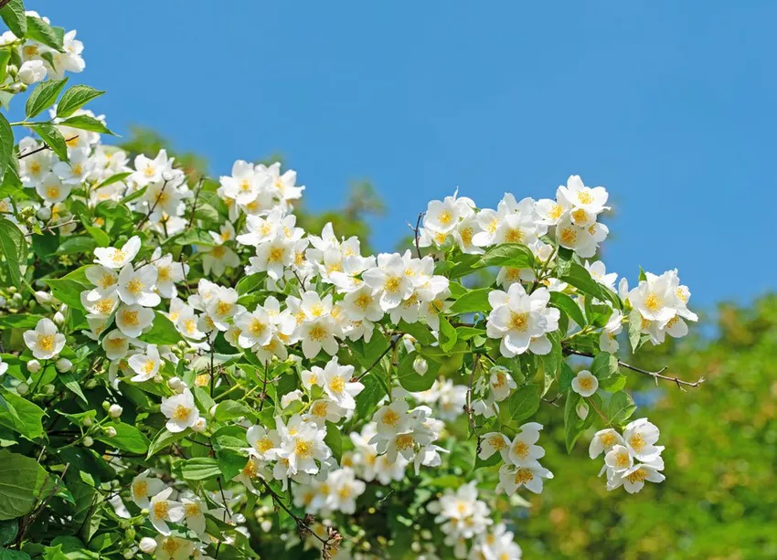 Plant, care for, propagate and overwinter the chanterelle tree (farmer's jasmine).