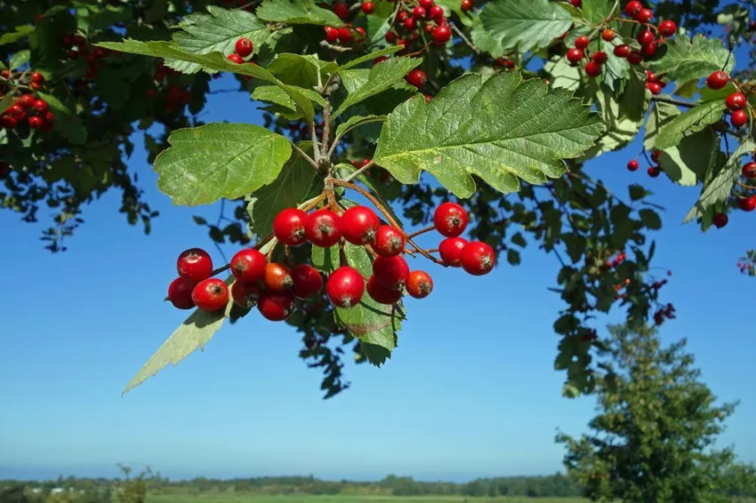 Care for service tree - Important information on watering, fertilizing & Pruning