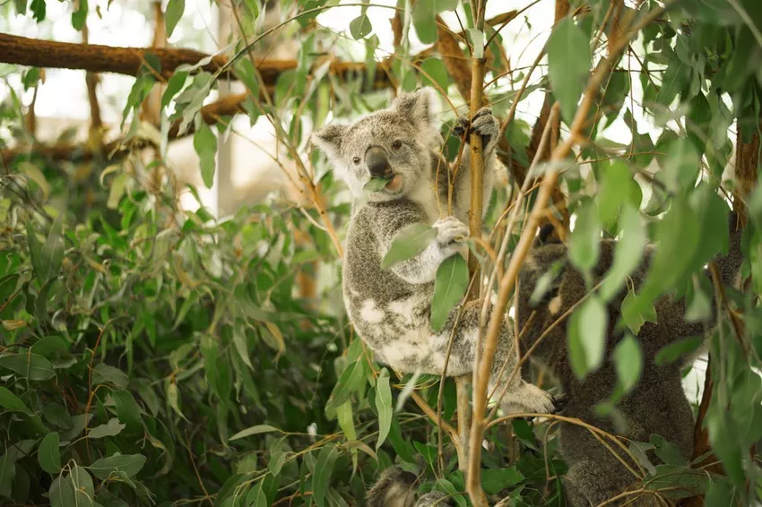 Eucalyptus - planting, stell og beskjæring