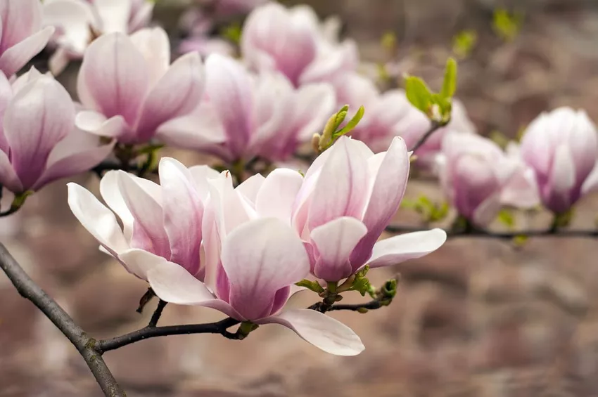 Caring for magnolias - 4 tips