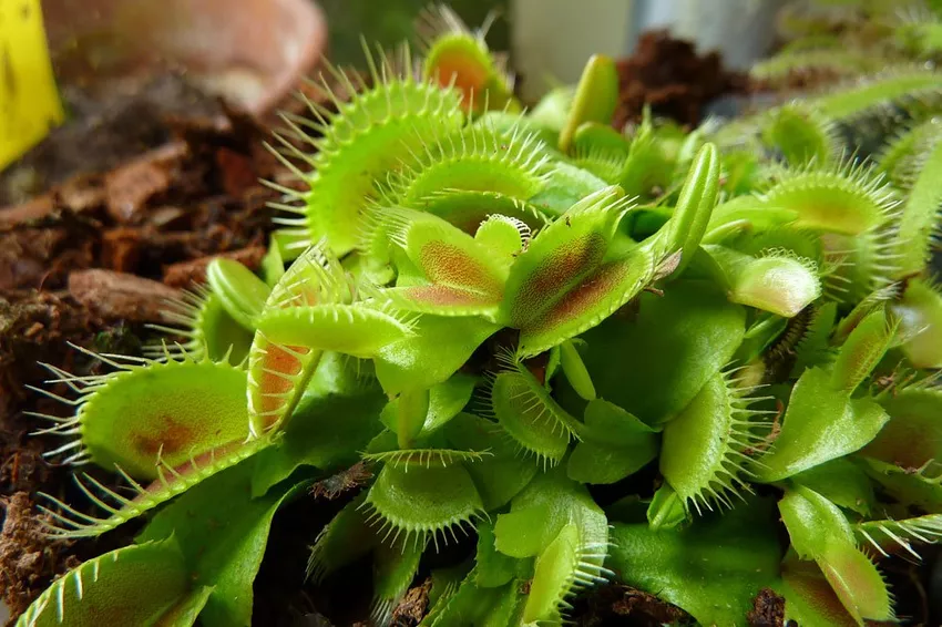 Venus Flytrap: Habitat and Important Notes on Location and Soil