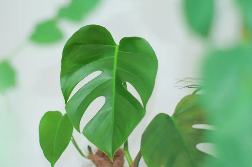 Philodendron: Tips for planting and caring for the tree friend