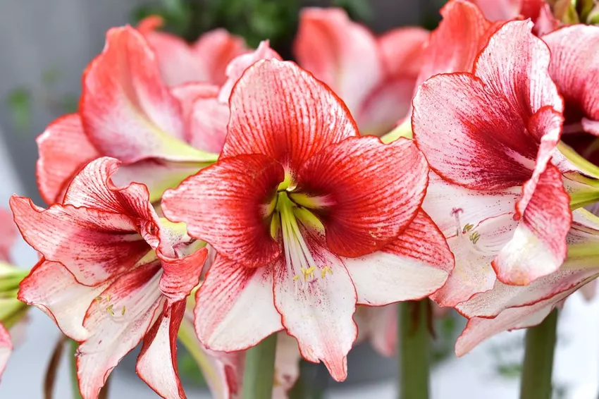 Amaryllis: care instructions and planting tips