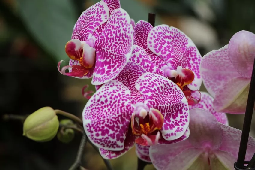 Orchid no longer blooms - causes & tips